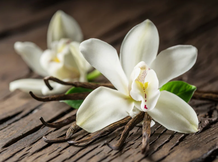 GILDED VANILLA