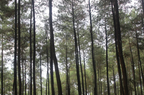 TRANQUIL WOODS