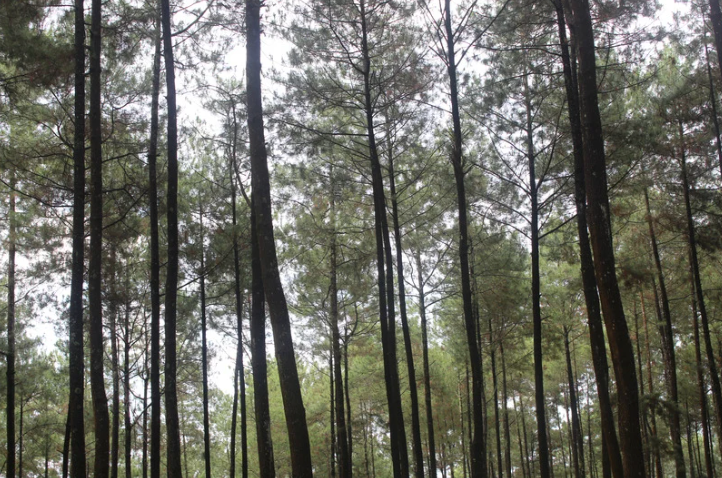 TRANQUIL WOODS